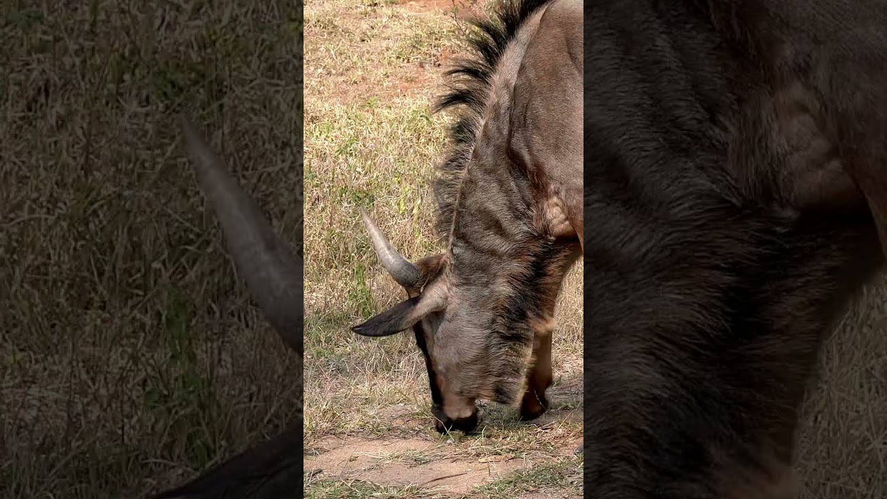 How cool is this blue wildebeest in the Kruger Park?