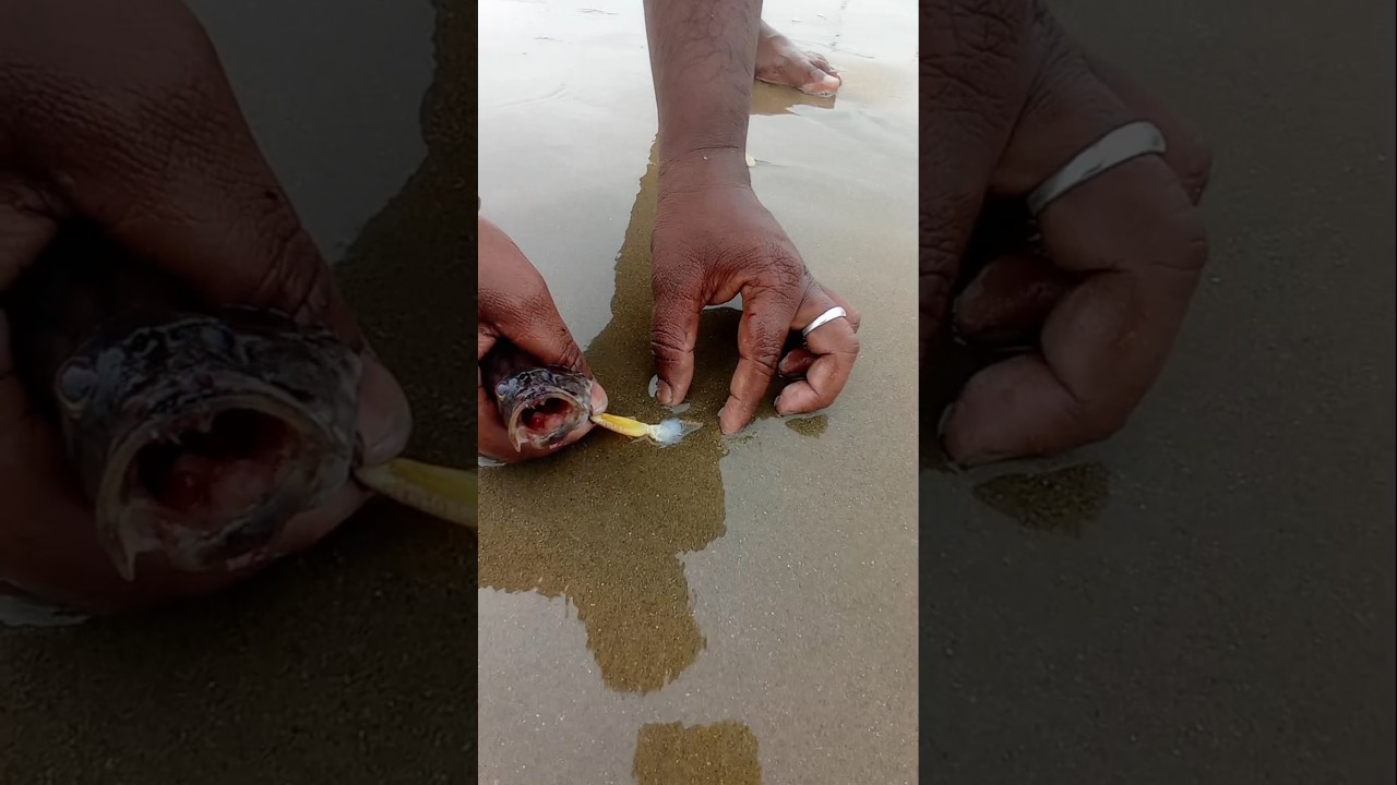 Young Man Secret Fishing Idea #fishing #fishingvideos #thoondilulagam #seafishing