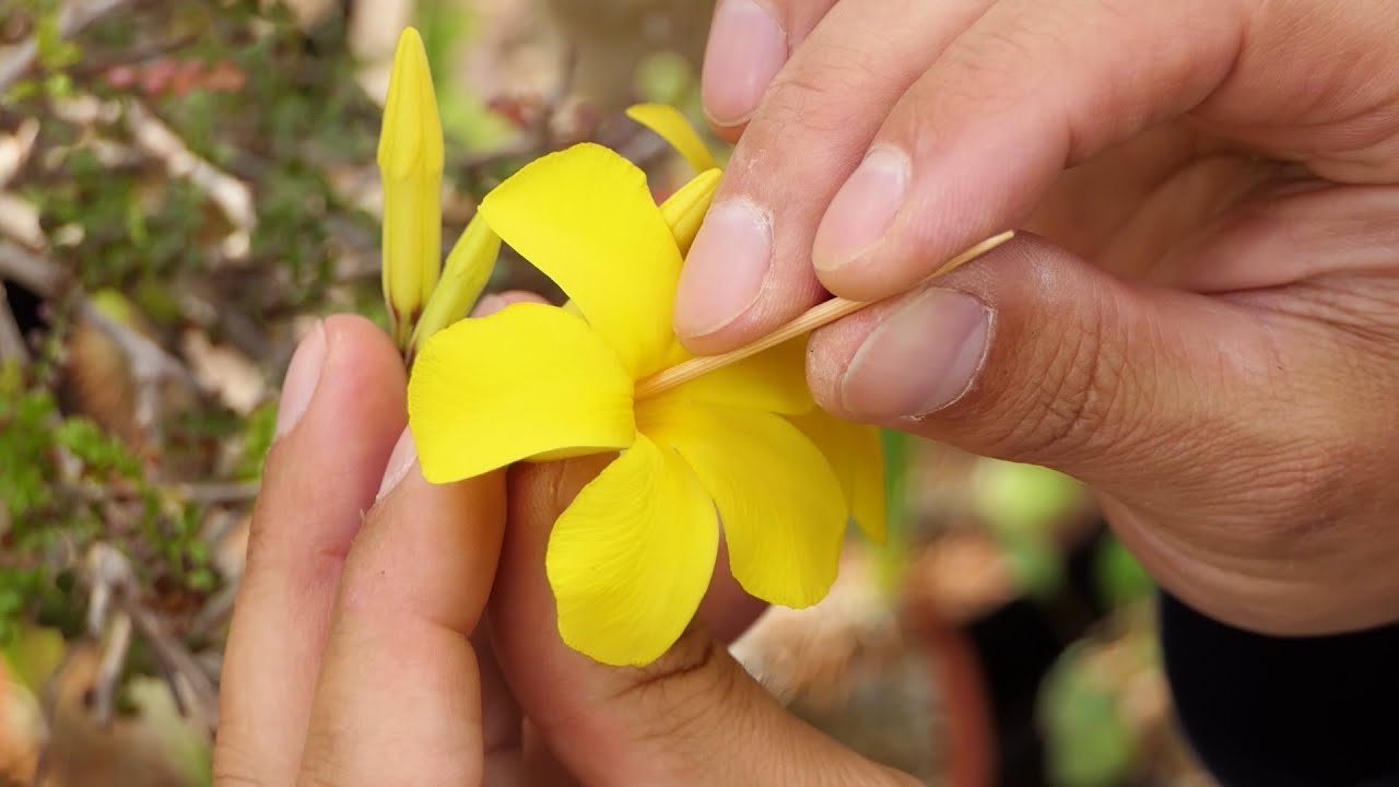 Co právě kvete - Pachypodium - opylování