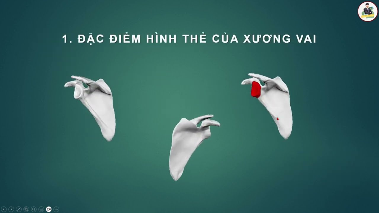 CHI TRÊN: XƯƠNG VAI (PPT)