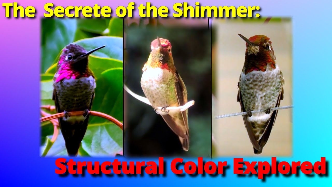 The Stunning Colors and Patterns of Annas Hummingbird Gorget | Episode 2