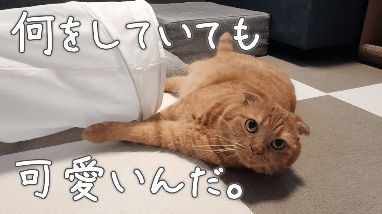 【OMOIDE-1】トンネルで遊んでるチャトくん【スコティッシュフォールド】