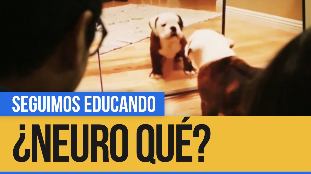 ¿Neuro Qué?: Teoría de la mente - Seguimos educando