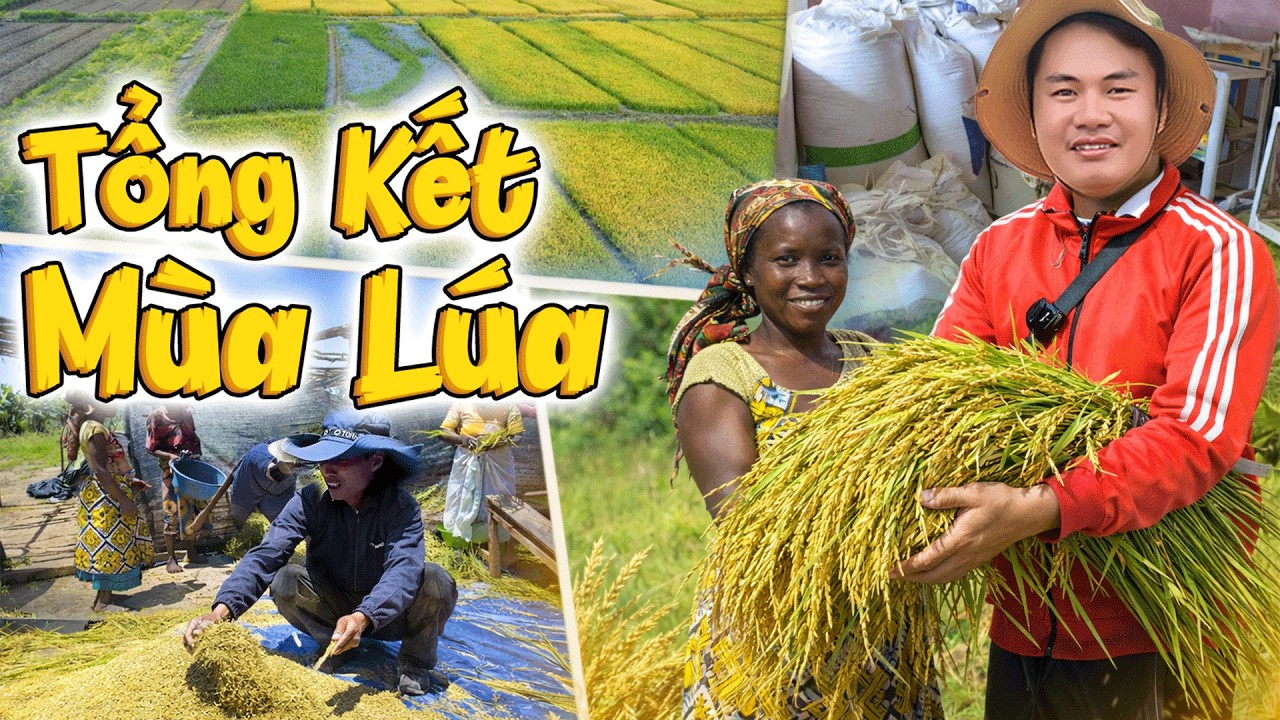 Fortunately, there were no floods, and all the villages that received assistance had high rice yi...