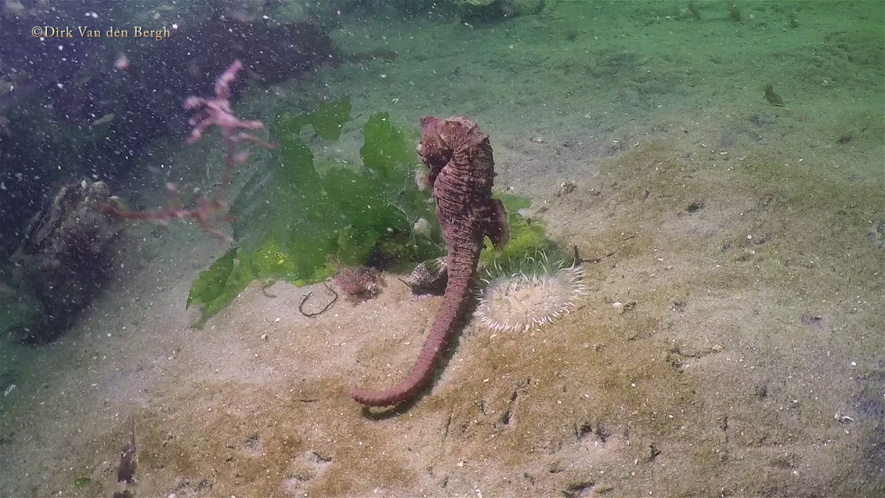 Duiken: Zeepaardjes in de Oosterschelde