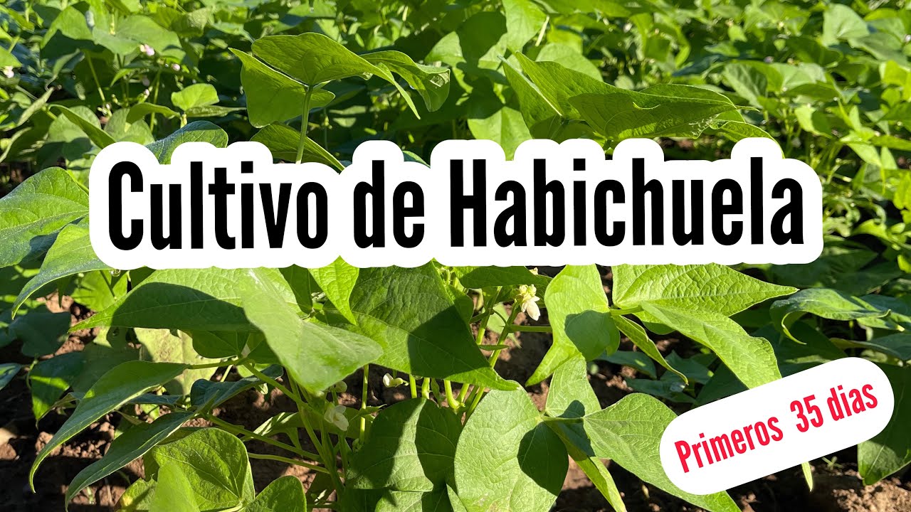 MONITOREO EN CULTIVO DE HABICHUELA, ASOCIACION DE  YUCA y HABICHUELA | Roni Diaz en Las Palmitas