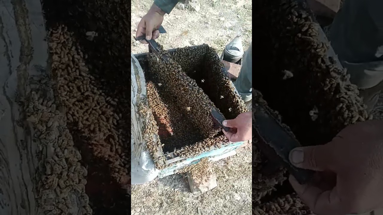 Honey Bee Farming in Pakistan #naturepak natural beauty#shortvideo   #beelover #beekeeper #viral