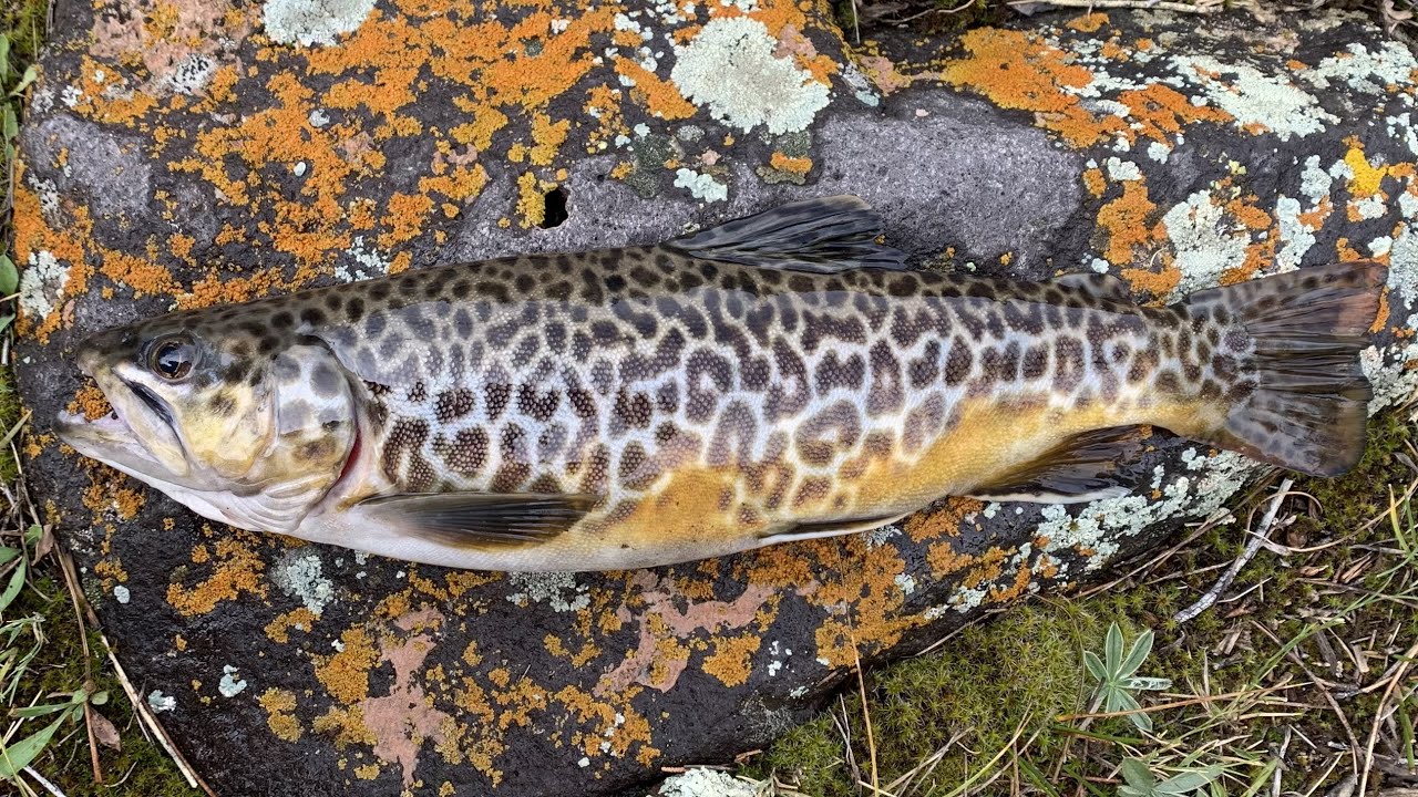 Catch & Cook + Wading and Fishing a Mountain Stream for Tiger Trout!