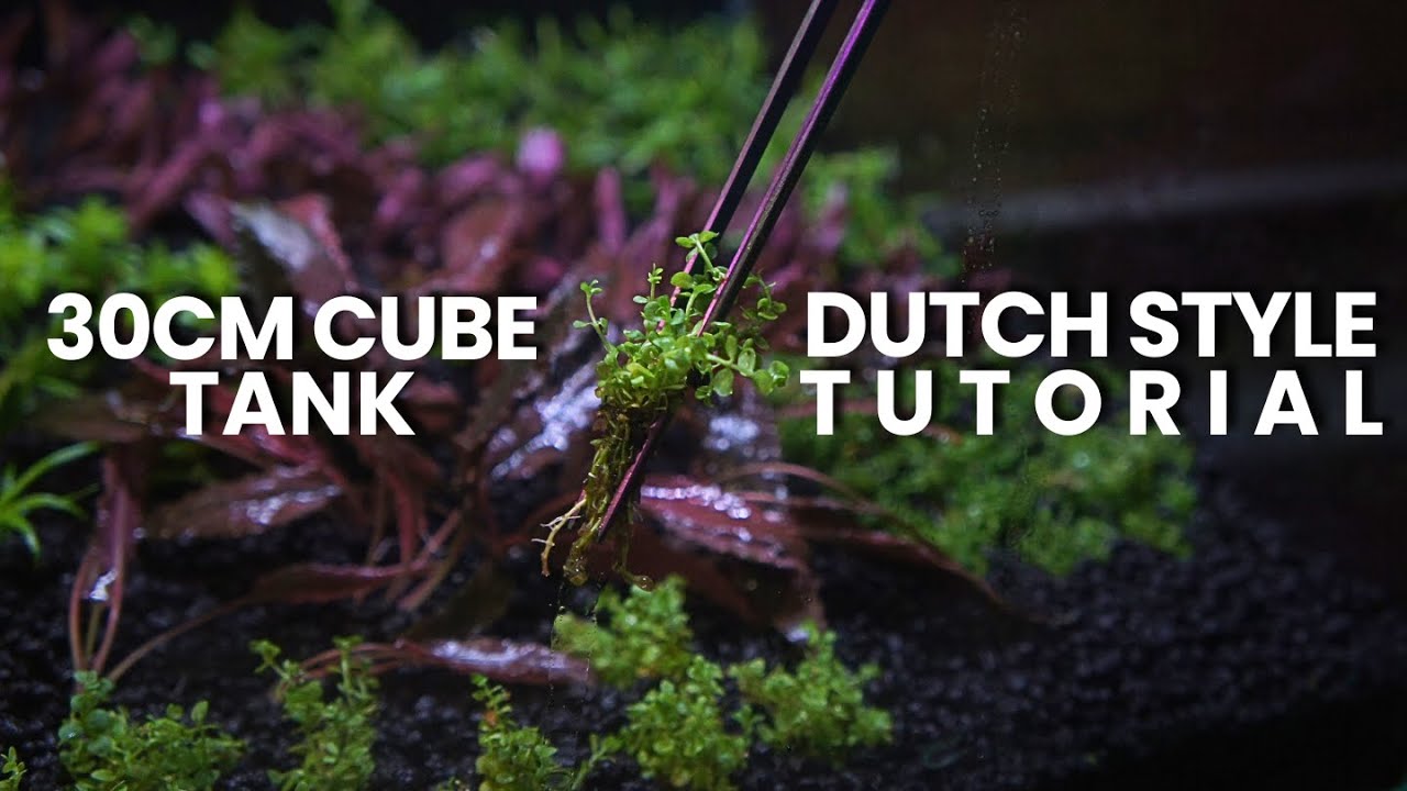 Creating a 30 cm Dutch Style Aquascape Step-by-Step (No DSM)