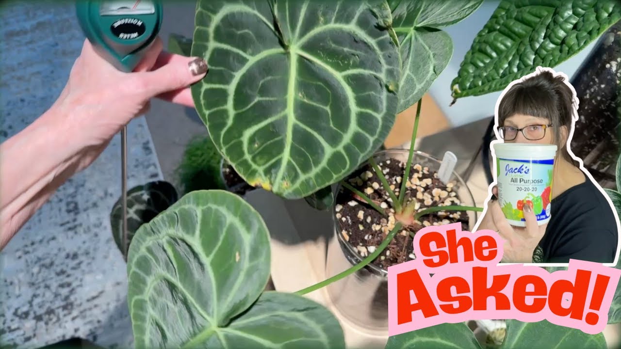 Answering @wildfern: What My Plant Care Actually Looks Like 👀
