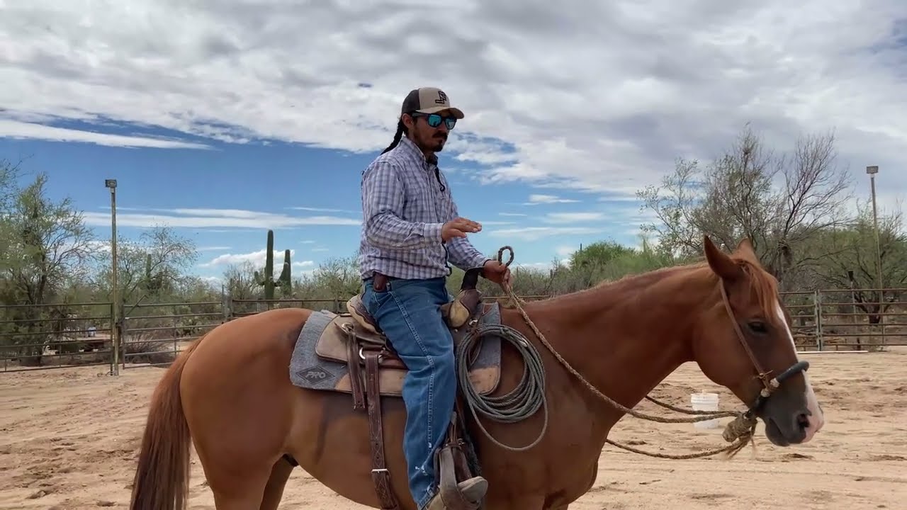 AZHT: Transitioning a Horse - Walk, Trot & Lope