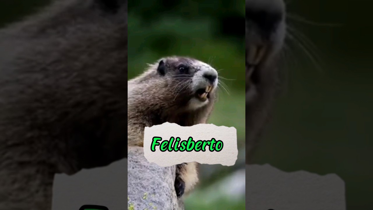 Felisberto &ocirc; Felisberto #shorts #shortshumor #memes #nomes #entreterimento #felisberto
