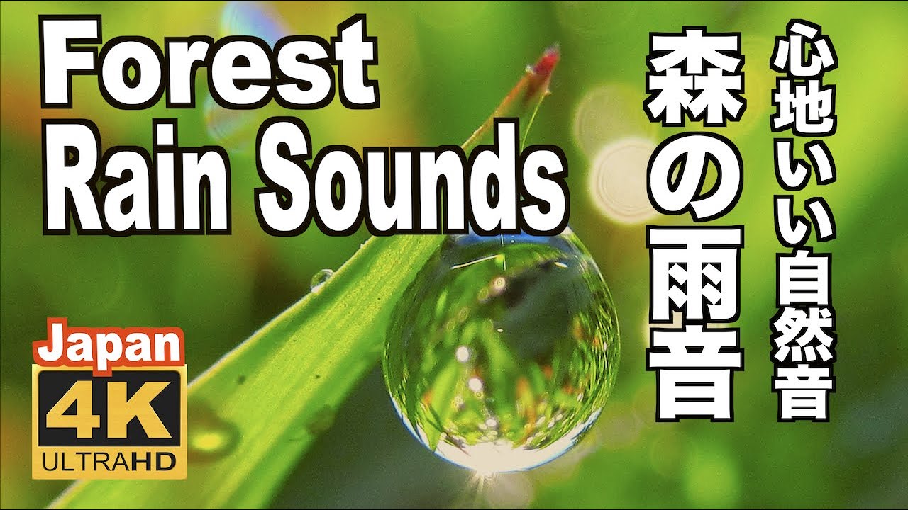 4K 雨の音（梅雨）雨の森 雨音 Forest Rainy Piano & Rain Sounds Relaxing rainy season  リラックス  自然音 リラクゼーション Healing