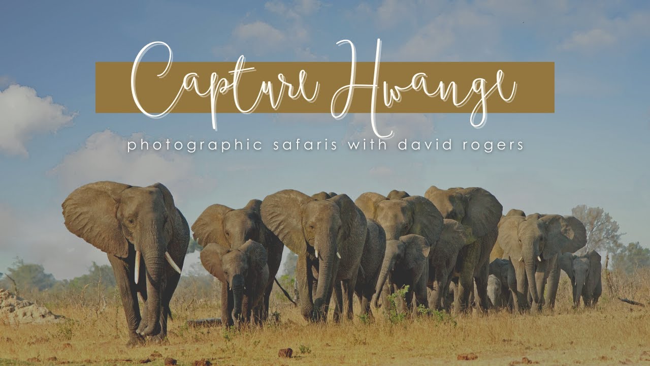Capture Hwange | Photographic Safaris with David Rogers 2021