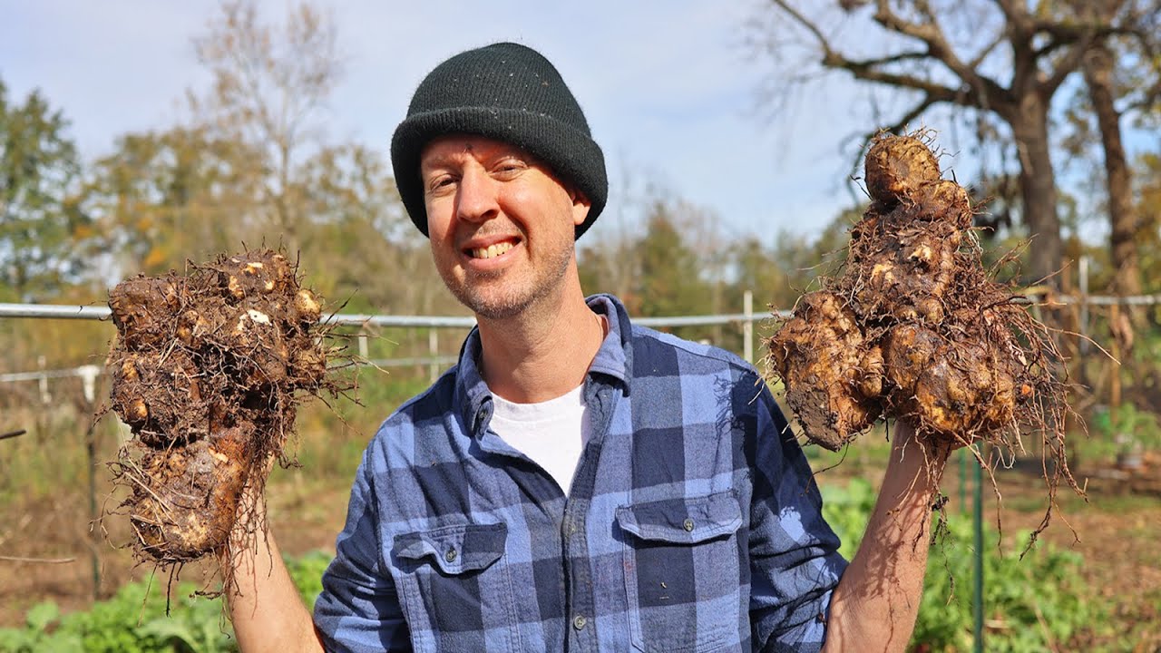 Harvesting a Tip-Top Staple Crop (14,000 calories in TEN FEET of Row!)