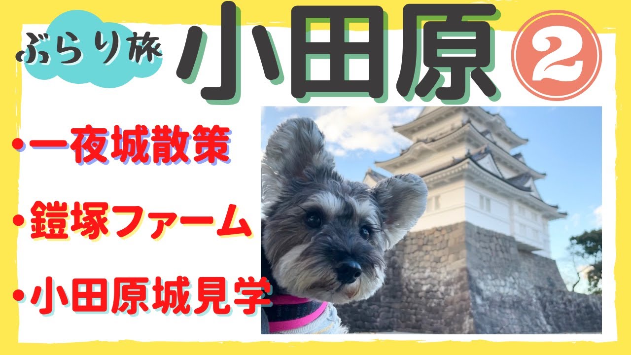 【小田原 ぶらり旅　後編】石垣山一夜城を散策、鎧塚ファームでマロンソフトを堪能、日暮れの小田原城をお散歩。　Schnauzer & Japanese Castle