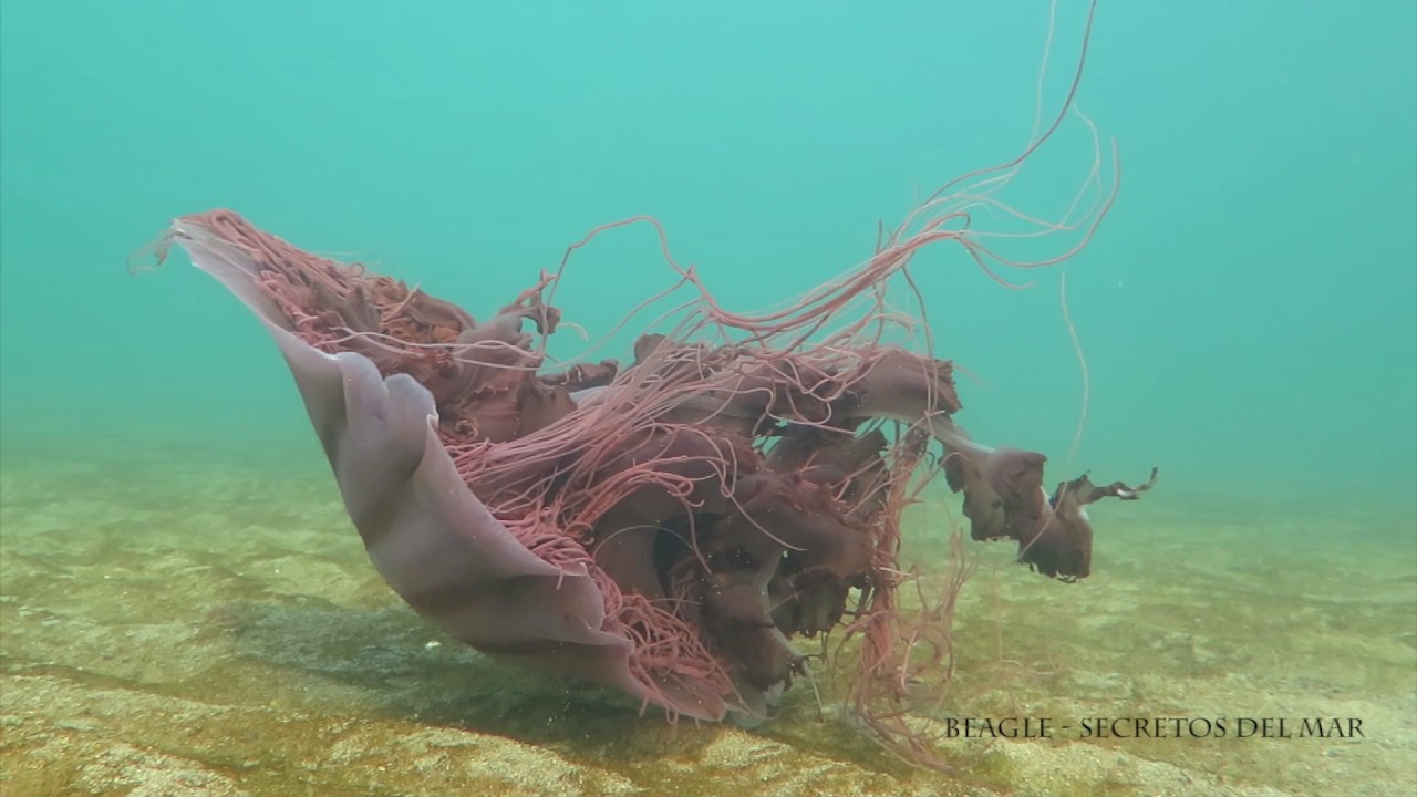 Cnidarios y Ctenoforos del Canal Beagle - Patagonia Argentina