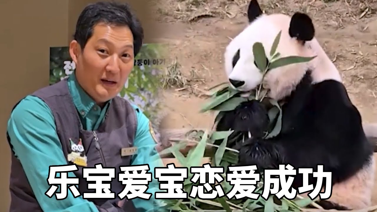 宋爷爷暗示爱宝和乐宝恋爱成功，爱宝进入下一个阶段，期待爱宝可以孕育儿子出来！ #爱宝乐宝#蛙探#熊猫#国宝