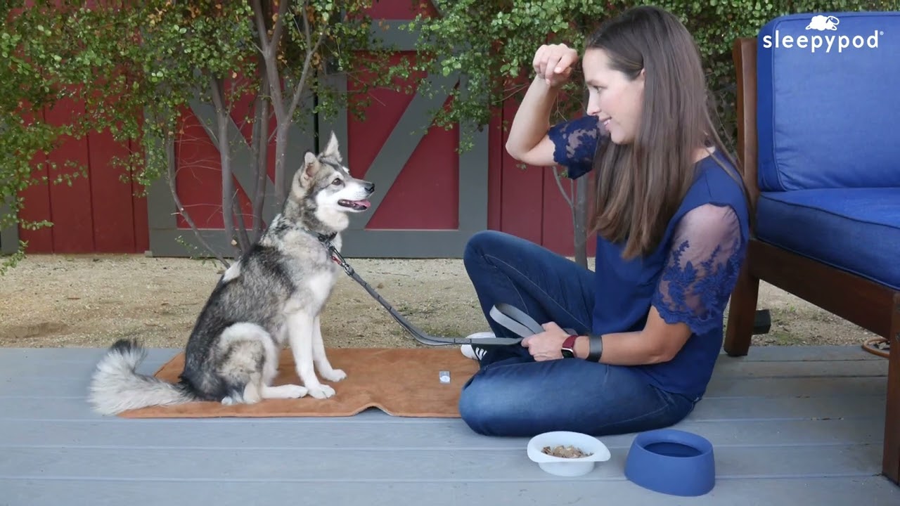 Dog Training Tip: Build Engagement for Easier Dog Training - #dogtraining