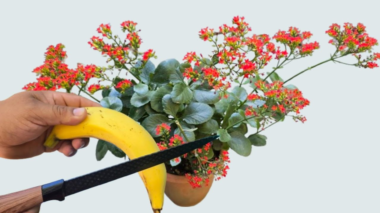 Haz que toda planta florezcan, sin gastar nada, ( todo Org&aacute;nico)