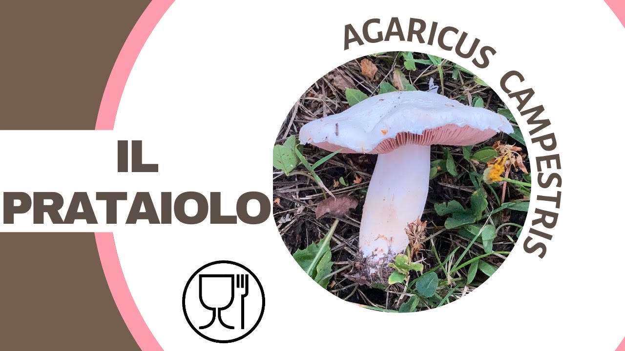 Il Prataiolo: uno dei funghi più ricercati