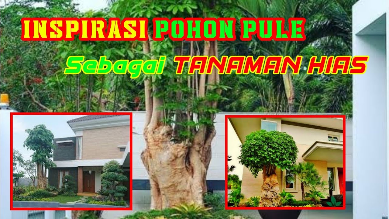 POHON PULE | INSPIRASI SEBAGAI TANAMAN HIAS