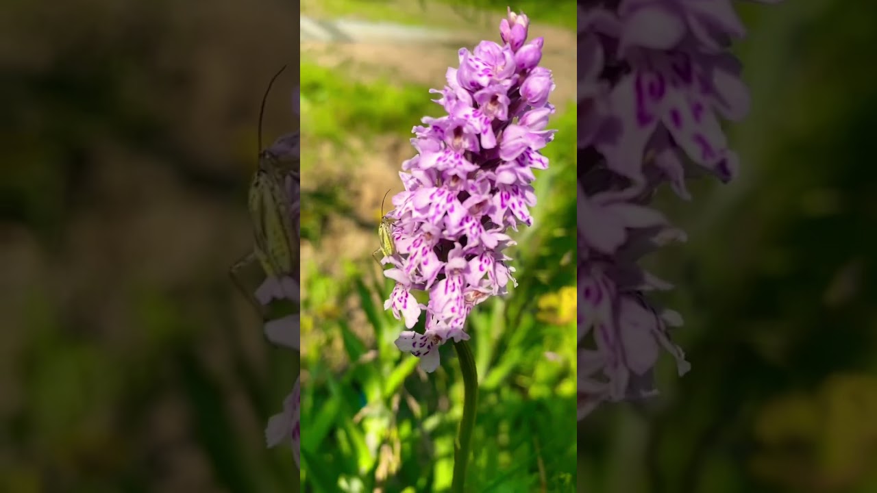 Lady Orchid (orchis purpurea) #orchid #wildorchids #wildflowers #flowers #rare #flower #english