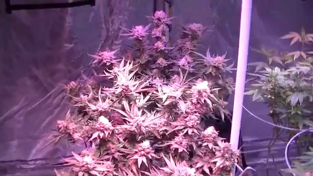 Hydroponic Update - Chunky! - 8x8 Flower Tent Day 55