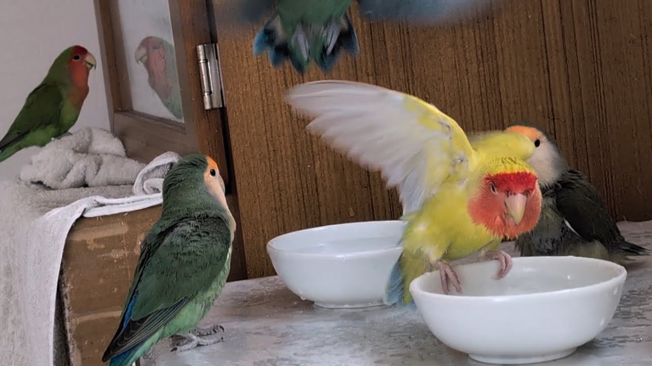 今日も今日とて家族で水浴び🦜🛁