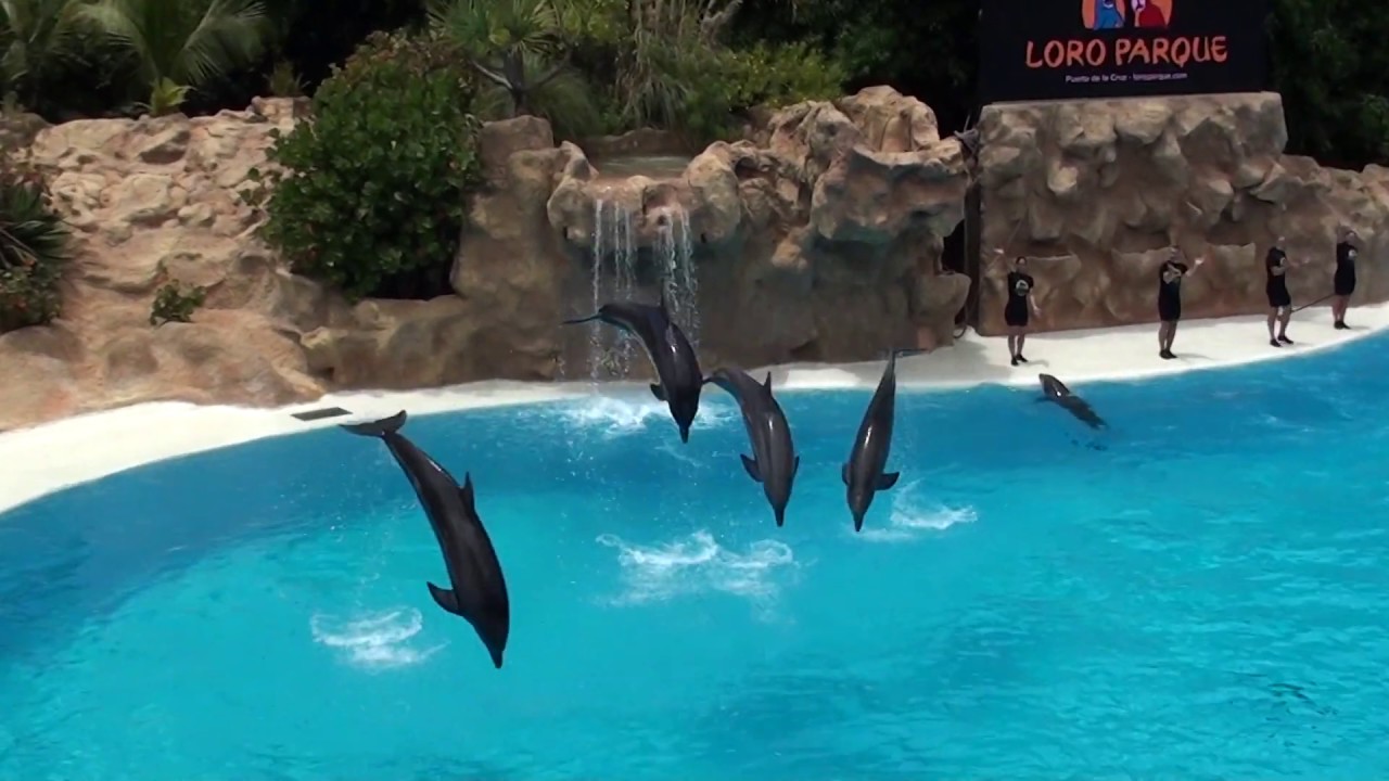Loro Parque: Dolphins Show - Tenerife 2019 - FullHD