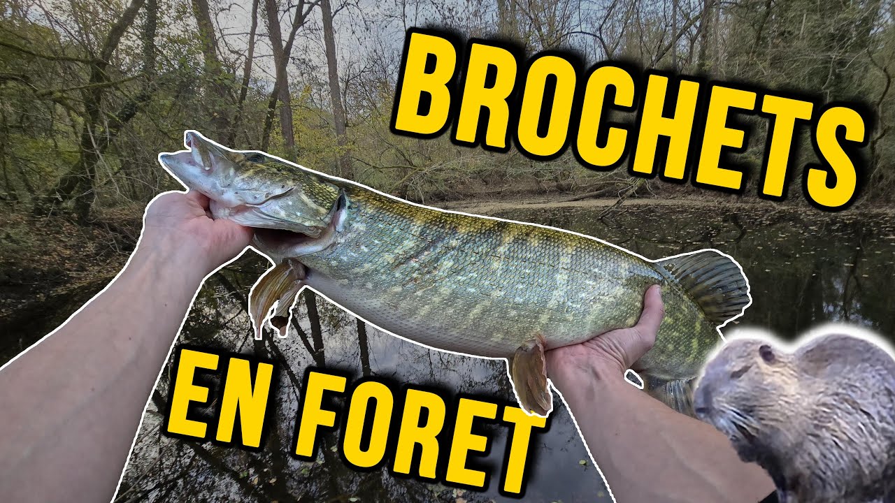 Pêche du brochet aux leurres en rivière – Bras morts & spots sauvages