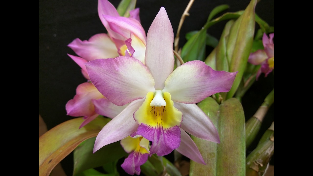 Piante in fiore e in bocciolo all'Orchideria di Morosolo