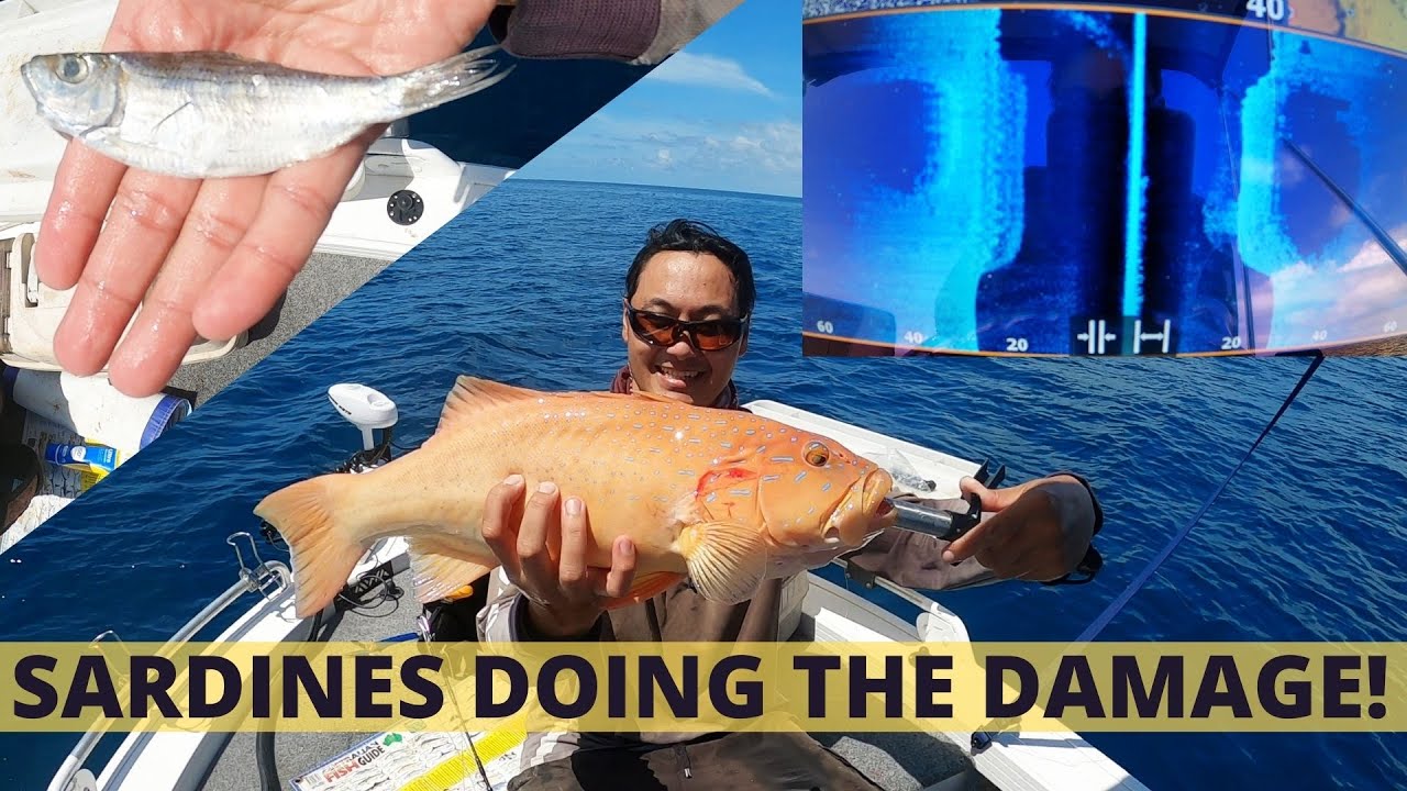 CORAL TROUT EVERYWHERE!!.Collected SARDINES/HERRING in ACTION!! SAVE$$$ep63