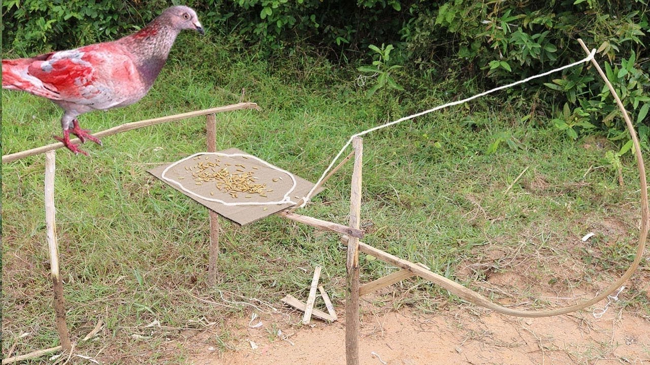 Trap bird ⎟ Easy Trap ⎟ dry bough of tree in the forest