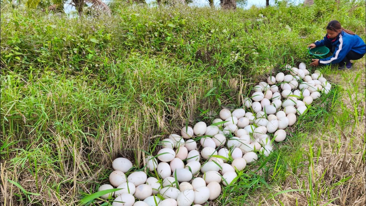 Wow unique- A farmer collects duck and chicken eggs along the riverbank, making many new nests.
