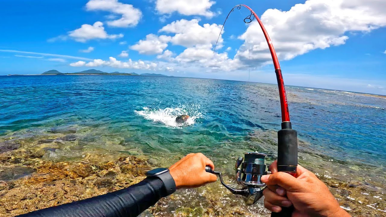リーフで釣れる魚たち