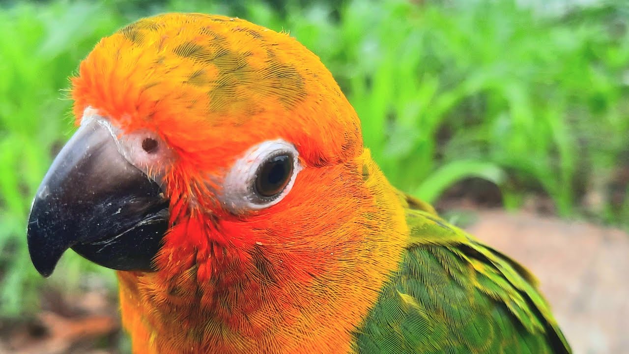 Sun Conure Bird singing sounds in the morning #conurebird #sunconure #sunconuresounds