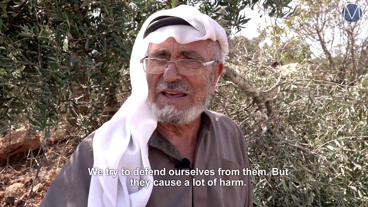 Israeli settler attacks on the olive groves of Turmusayya