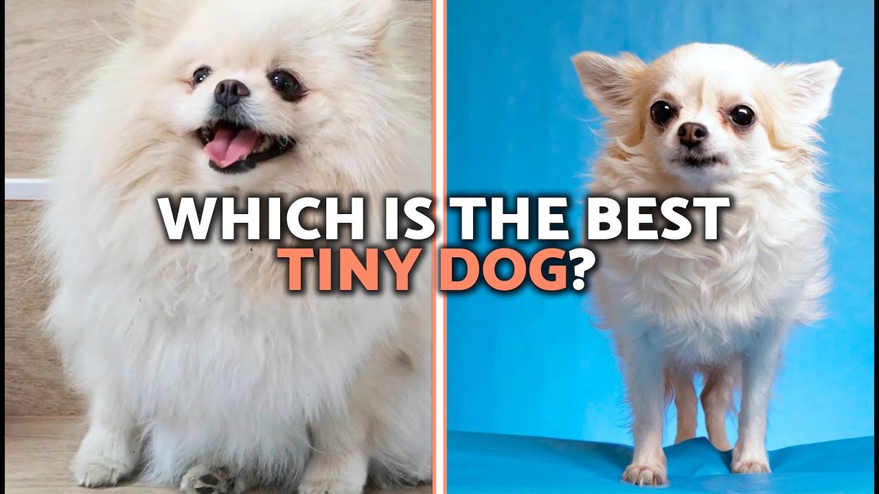 Chihuahua VS. Pomeranian COMPARISON 🐻🐶 (Differences in CHARACTERISTICS, PERSONALITY and CARE)