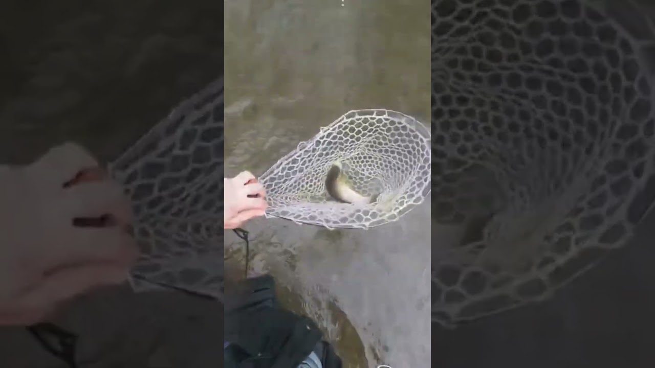 Fly Fishing Delayed Harvest Section Muncy Creek #flyfishing #trout #fish #flyfishinglife