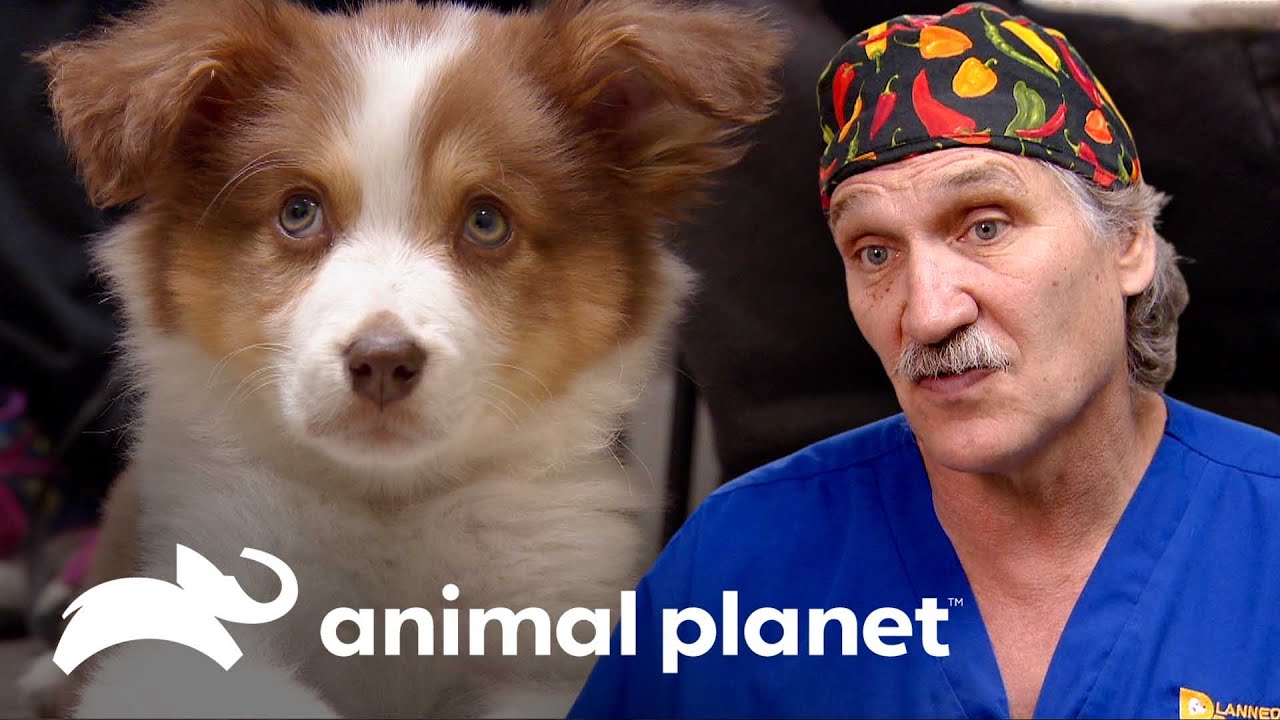 Cirugia no intestino para salvar vida de cachorra | Veterinário das montanhas | Animal Planet Brasil