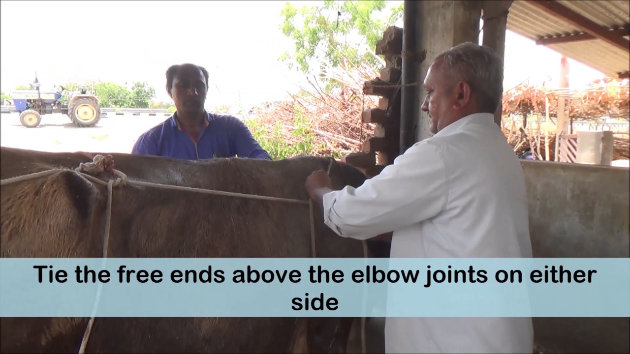 Preventing Uterine Prolapse: A traditional approach