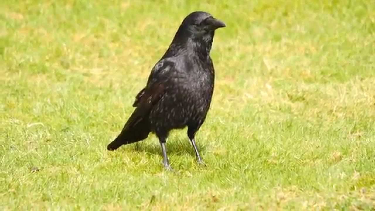 Carrion Crow (Corvus corone) / Rabenkr&auml;hen-Morphe der Aaskr&auml;he [1]