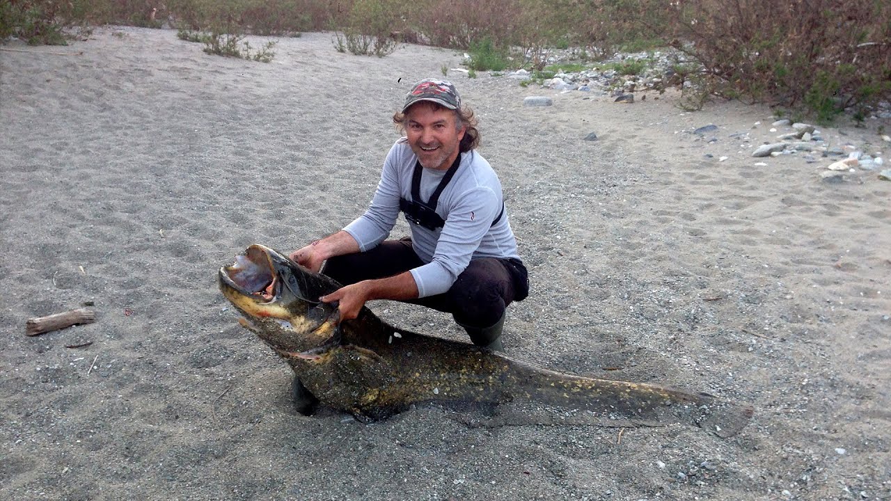 Ψάρεμα γουλιανού 70 κιλών με Spinning////MONSTER CATFISH IN GREECE RIVER 70 KGS