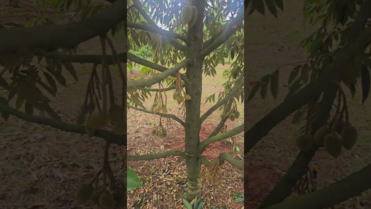 Cần bán 3hecta7 vườn sầu riêng Nghĩa Trung,Bù Đăng,Bình Phước cũ🌳620 cây sầu năm 4 đang cho trái