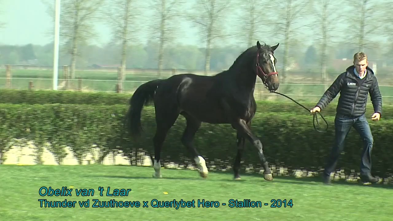 Obelix van 't Laar (Thunder vd Zuuthoeve x Querlybet Hero) - Stallion - 2014