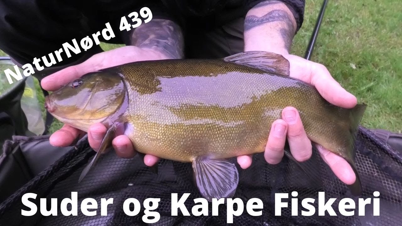 NaturNørd 439. På fisketur efter nye fisk til min sø. !!!