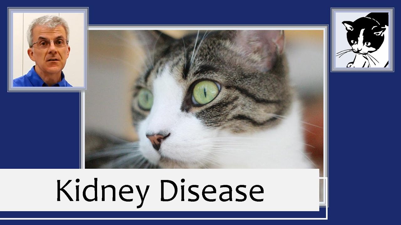 Chronic Kidney Disease in Cats (2013)