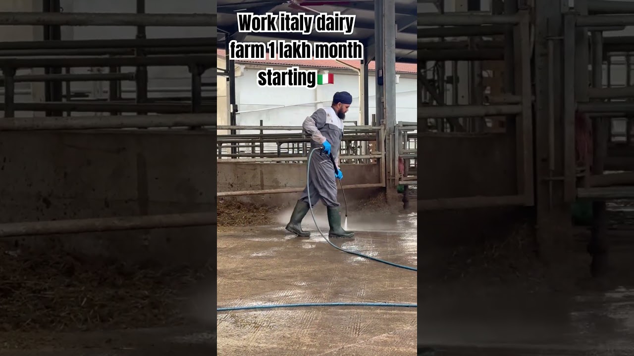 Italy dairy farm 🇮🇹work starting salary 1 lakh | dairy farm italy | #shorts #punjabi #support