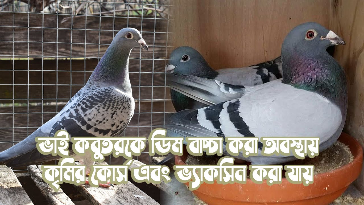 ভাই কবুতরকে ডিম বাচ্চা করা অবস্থায় কৃমির কোর্স এবং ভ্যাকসিন করা যায়